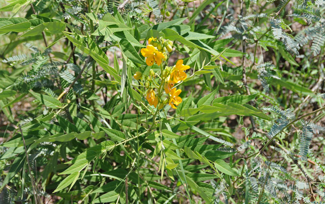 Senna hirsuta v glaberrima, Woolly Senna Senna hirsuta v glaberrima, Woolly Senna